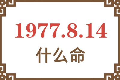 1977年8月14日出生是什么命？