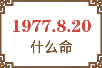 1977年8月20日出生是什么命？